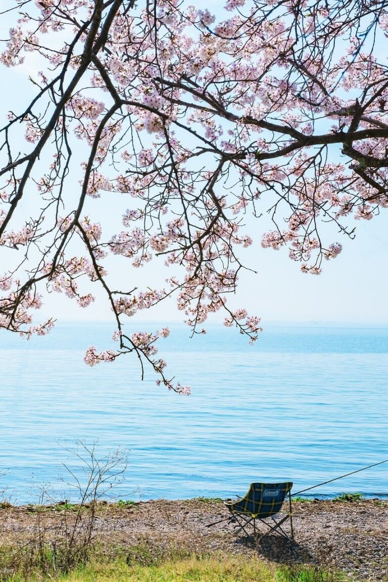 Mijnweekmenu lakeside, cherry blossoms, lake biwa, spring, landscape, folding chair, relax, japan, relax, relax, nature, relax, relax, relax